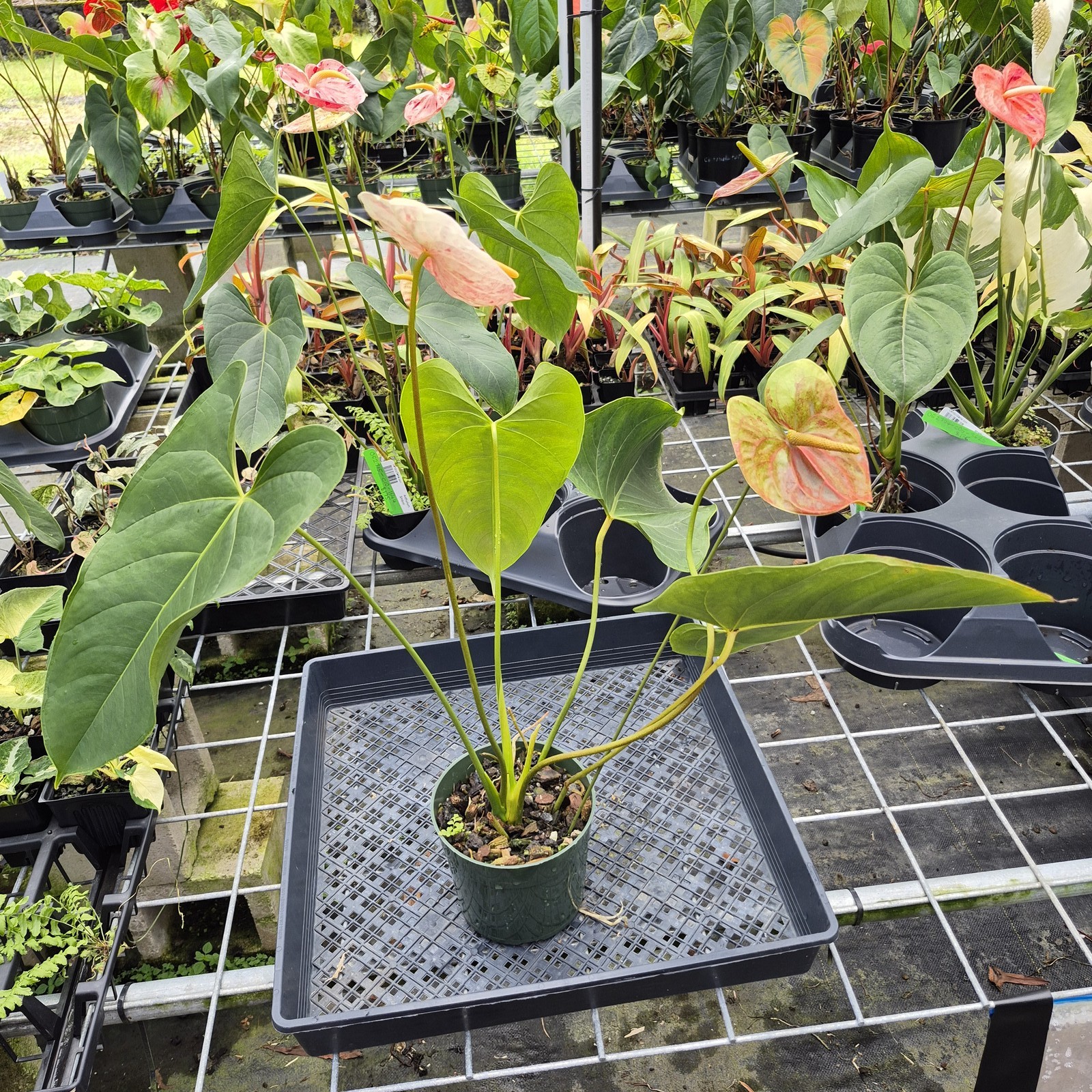 Anthurium Andraeanum Starlight Splash, Exact Plant, Speckled Ships Nationwide