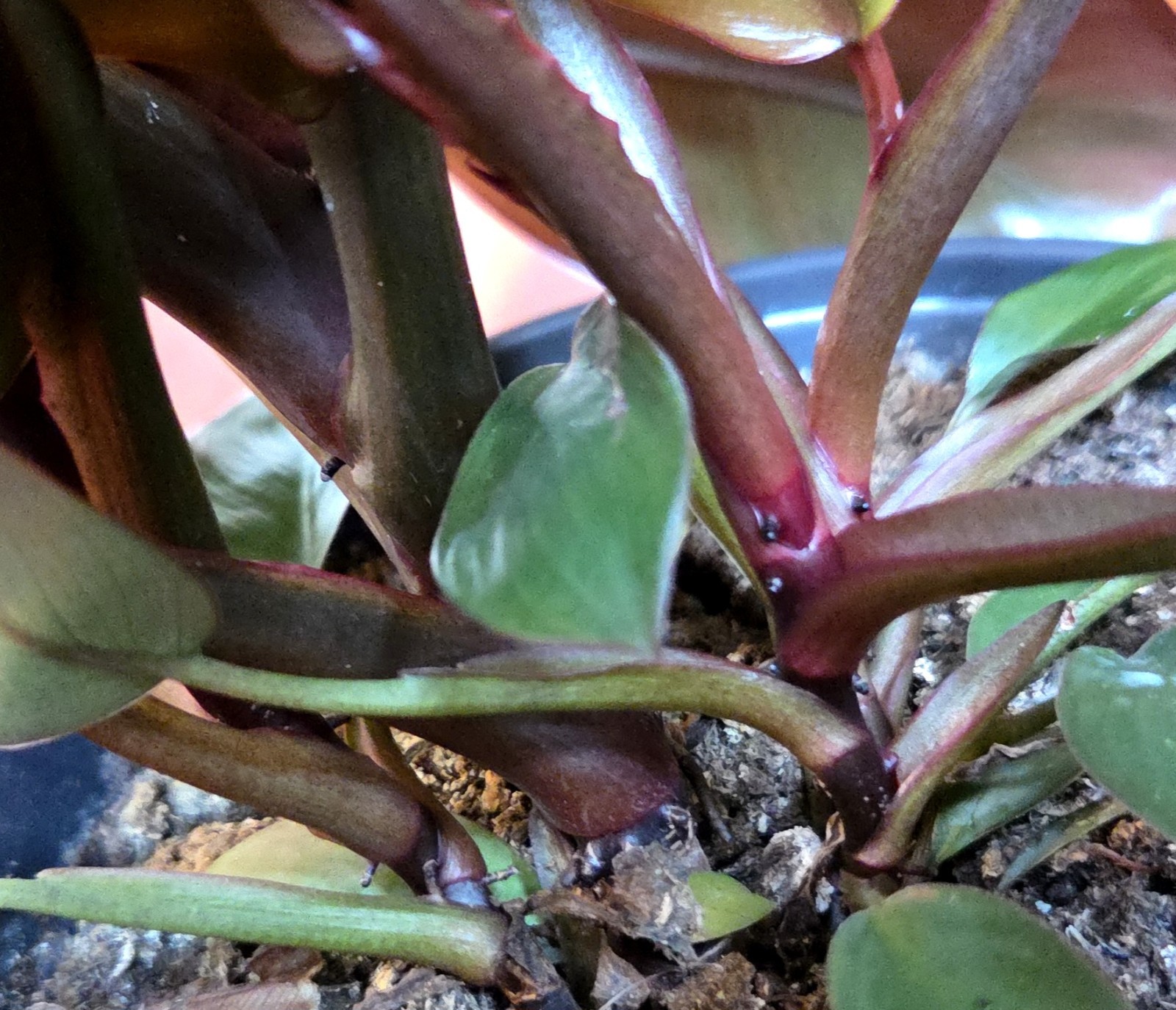 Rare Philodendron Variegated Black Cardinal 18″ Tall W/ Pups Aroid Not Monstera