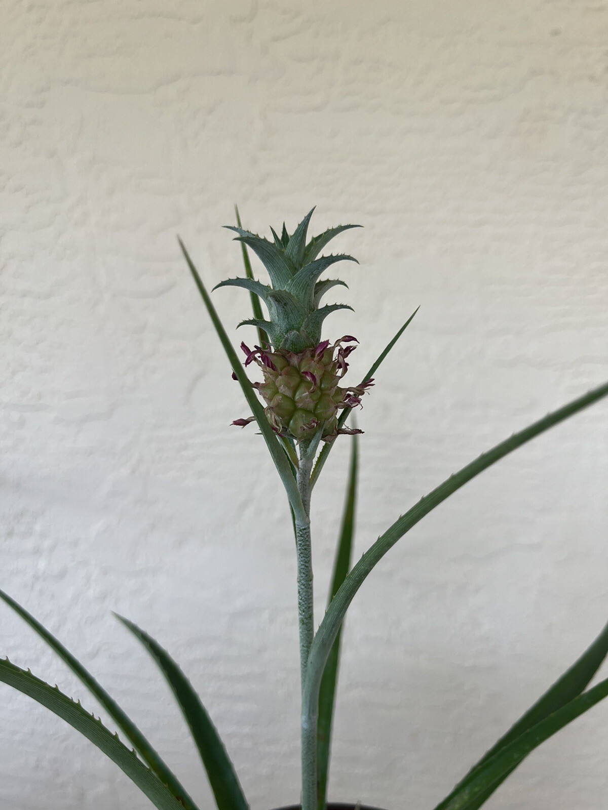 Ananus Nanus Mini Dwarf Pineapple Bromeliad-Mature Plant