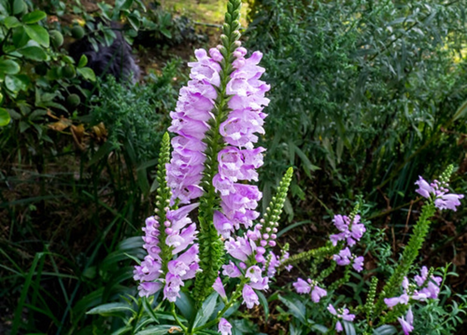 Obedient Plant {Physostegia virginiana} Pre-Stratified 25+ seeds Free Shipping