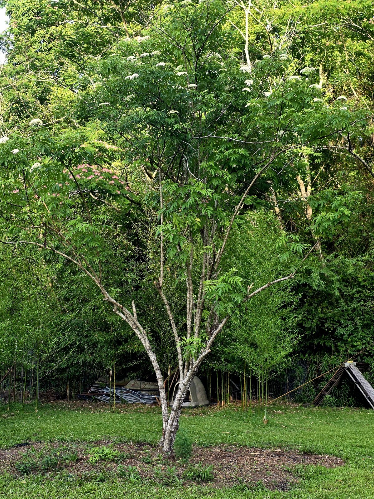 Elderberry (Sambucus) fully rooted seedling plant (Plant Only) sizes vary