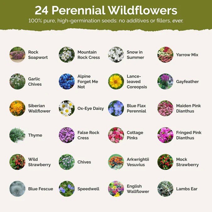 500+ PERENNIAL Wildflower Mix Seeds – ROCK GARDEN | Ground Cover 24 Types USA