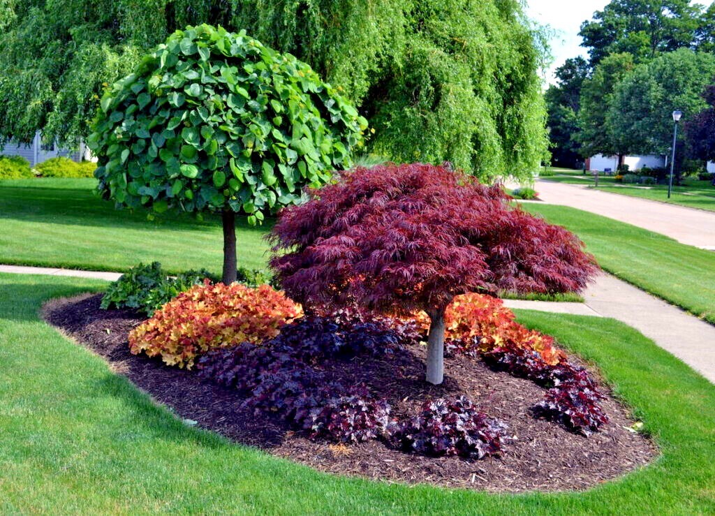 5 DWARF Japanese Red Linear Leaf Maple Tree Seeds Acer Scolopendrifolium Bonsai