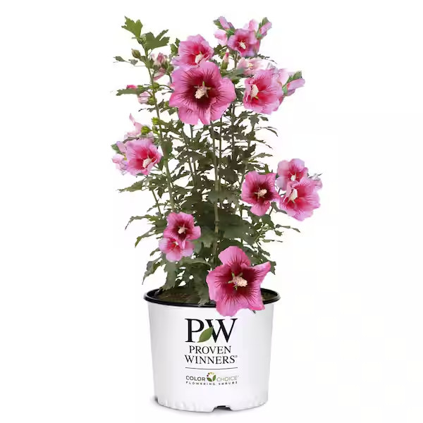 2 Gal. Red Pillar Rose of Sharon (Hibiscus) Shrub with Dark Pink Flowers with Re