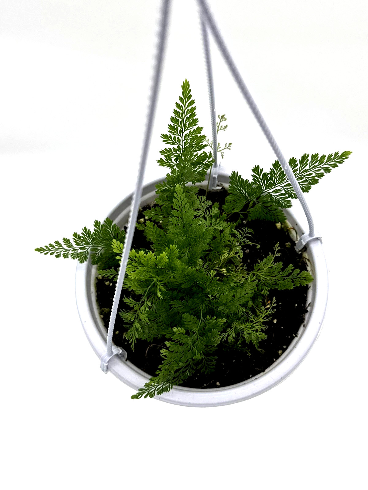 Rabbit’s Foot Fern – Live Plants in 5 Inch hanging Pots – Davallia fejeensis