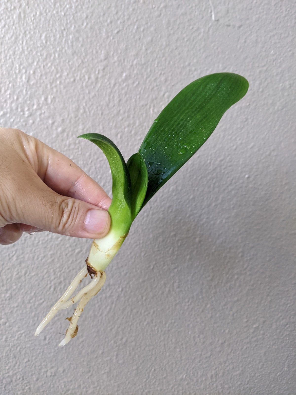 Clivia Offset, TK DARUMA Yellow, one year old, FREE Shipping