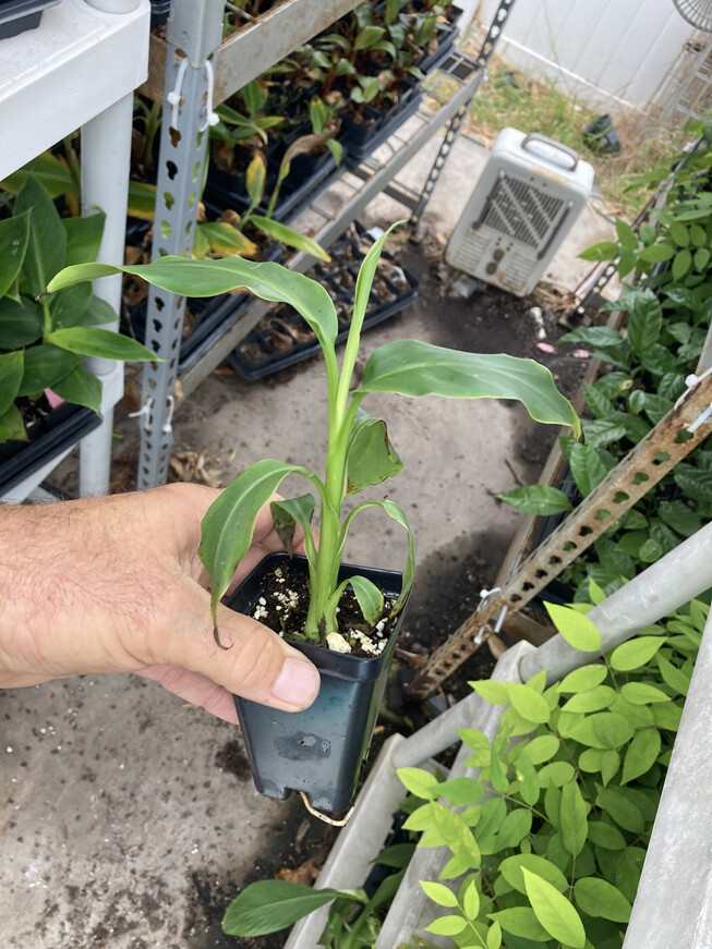 Mekong Giant Banana Plant – Musa Itinerans – Very Cold Hardy