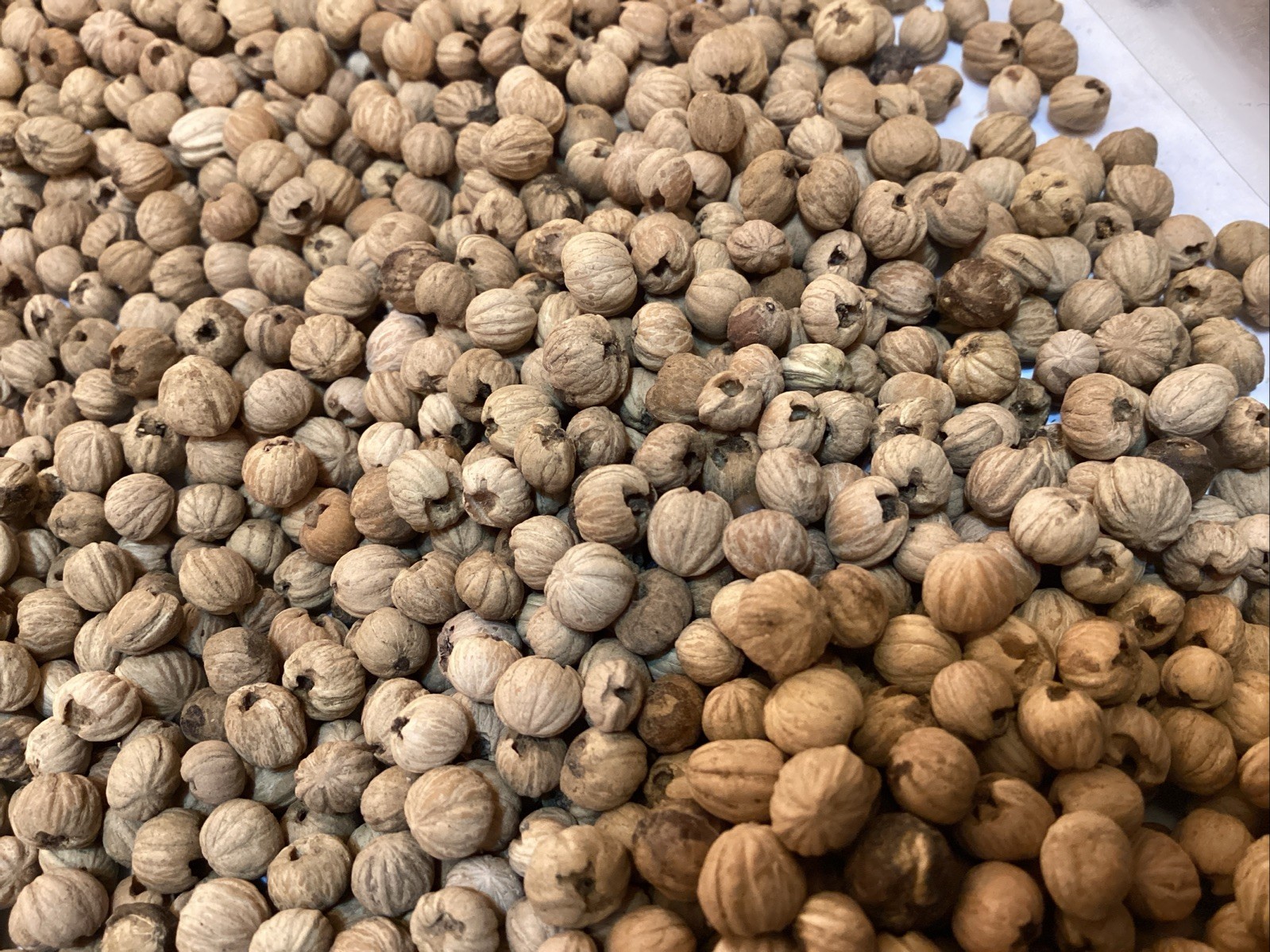 Giant Dogwood Tree Seeds (CORNUS CONTROVERSA)