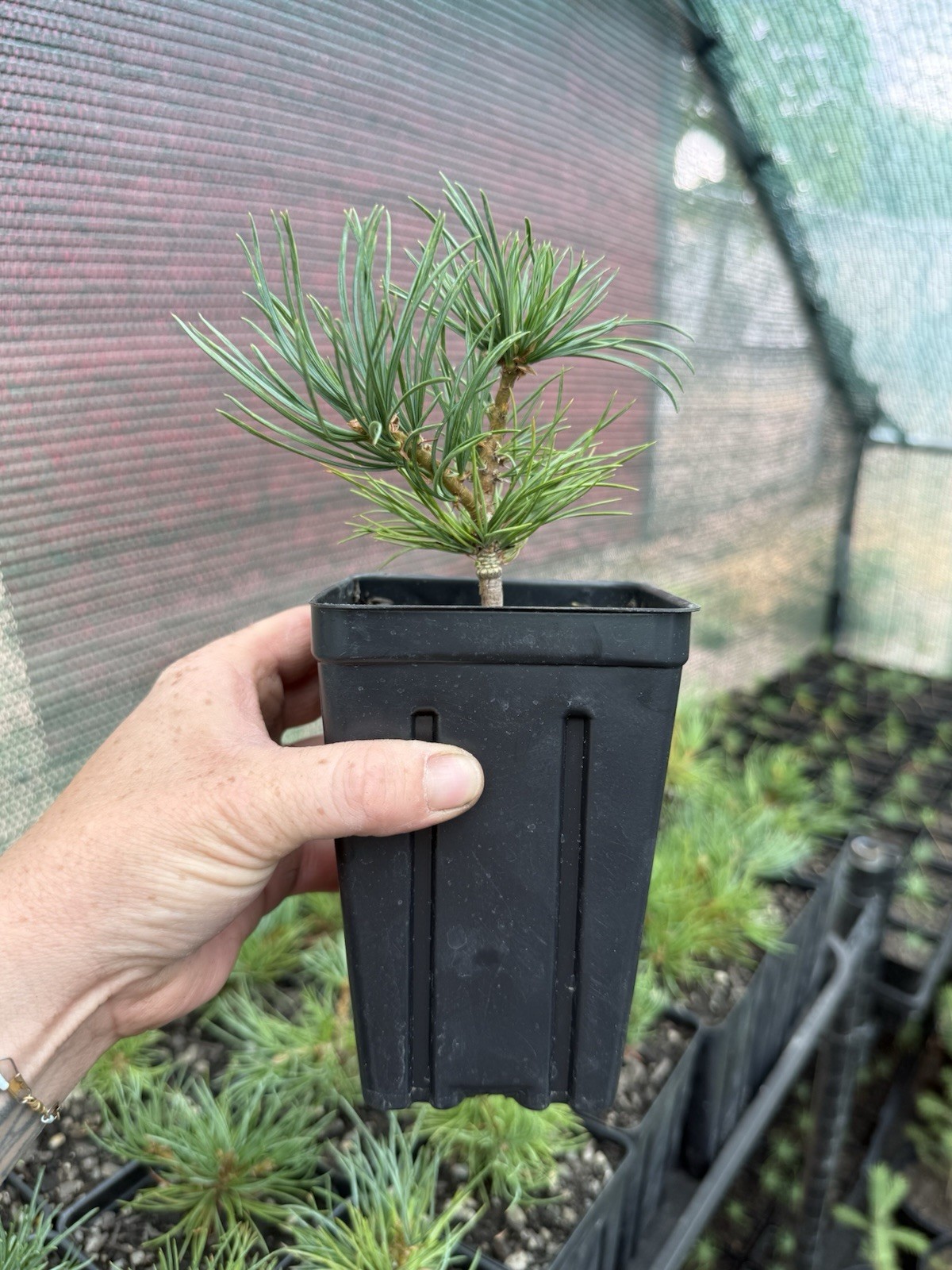 2 Pack of Limber Pine Tree Seedlings in Pots, 3-5” Tall, Pinus Flexilis