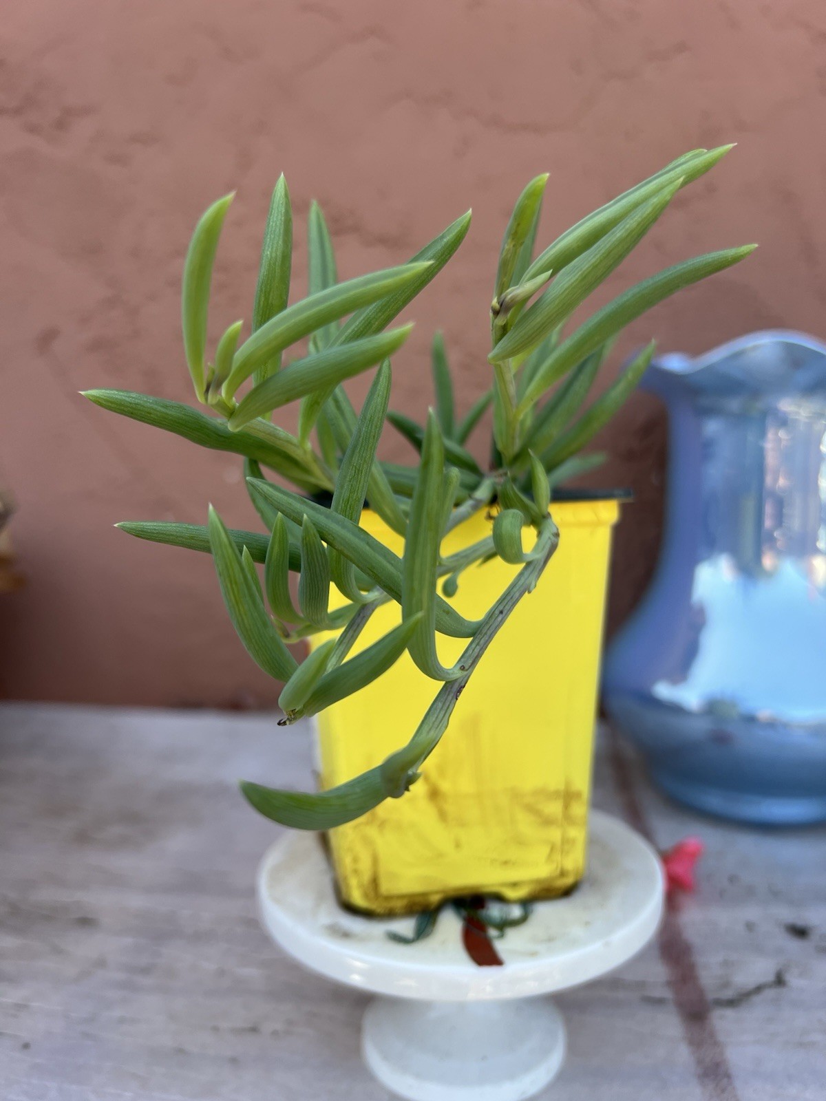 String of Bananas Green Succulent Live Potted Plant w/ Yellow Plastic Pot