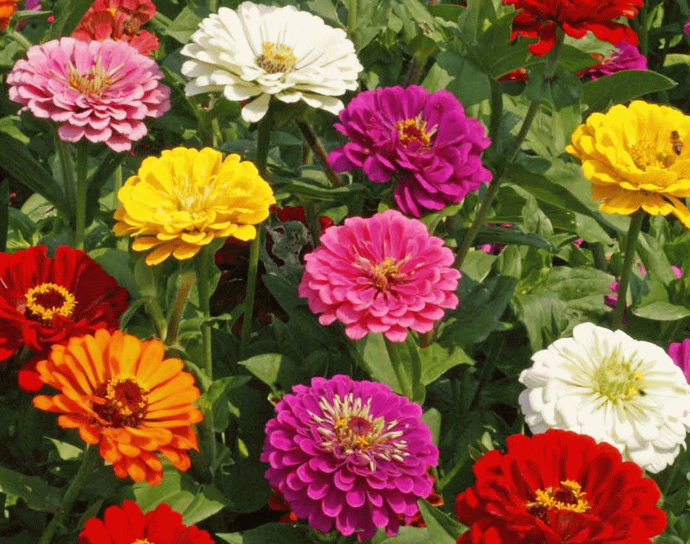 CALIFORNIA GIANT ZINNIA FLOWER SEEDS 100+ MIXED COLORS ANNUAL Free Shipping