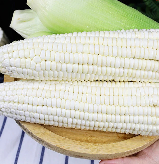 50 White Sweet Corn Seeds – Tender Juicy Ears for Summer Harvest in Home Garden