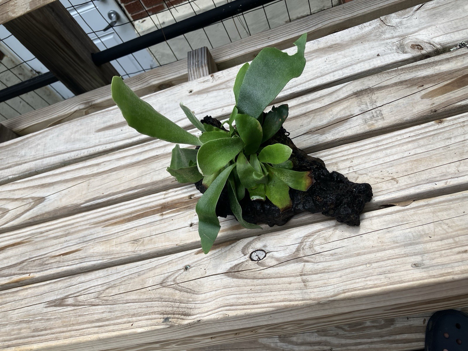 Staghorn Fern Mounted on Driftwood for Hanging or Tabletop
