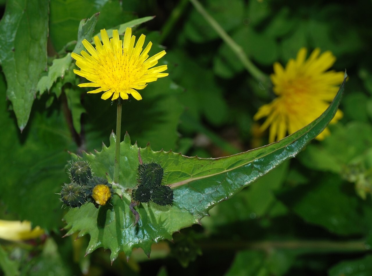 100+ Rough Milk Thistle Seeds (Sonchus asper) Yellow Hare Thistle | USA
