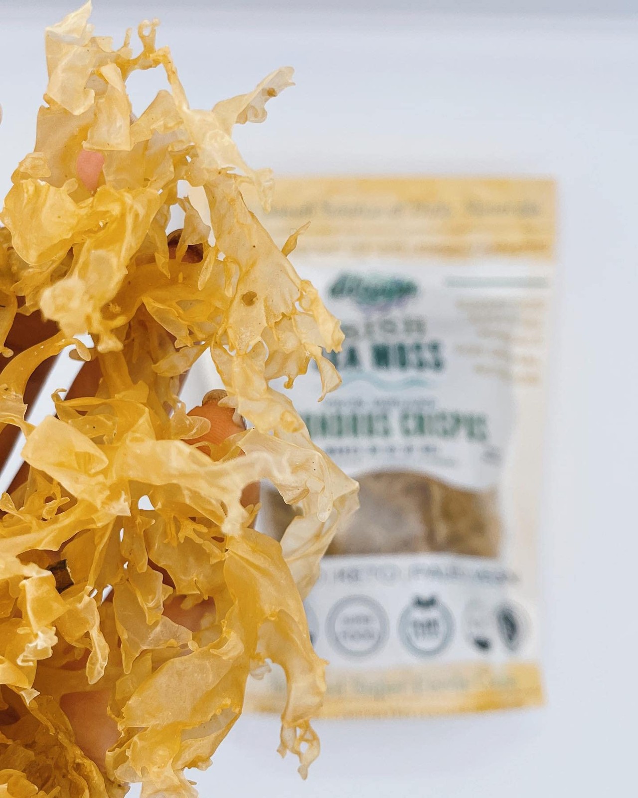 IRISH Sea Moss from Ireland | WILDCRAFTED | Chondrus 1.23 Ounces (Pack of 1)