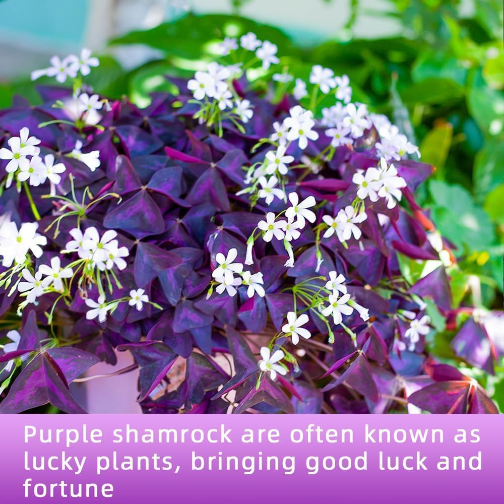 Purple Shamrock Bulbs 12 Pcs Good Luck Purple Oxalis Bulbs for Planting Indoor a