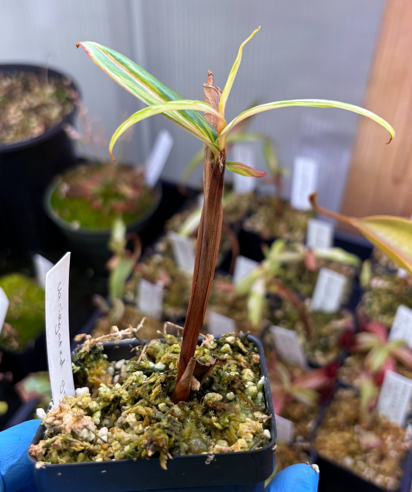 Nepenthes variegated gracilis, rooted cutting, small