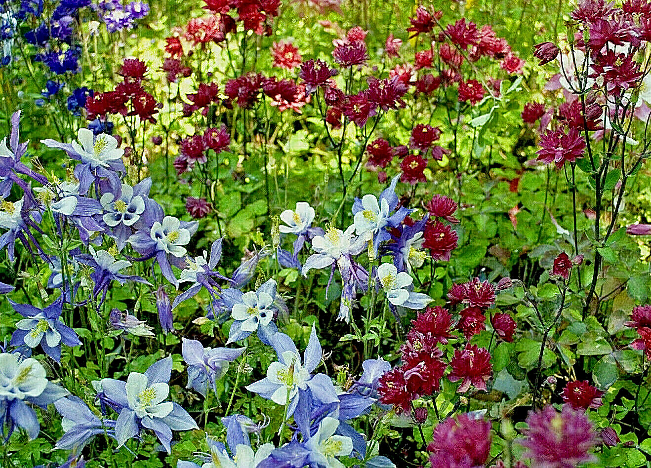 COLUMBINE MIX, 200+ SEEDS, ALL KINDS AND COLORS, AQUILEGIA, NICE SHADE FLOWERS