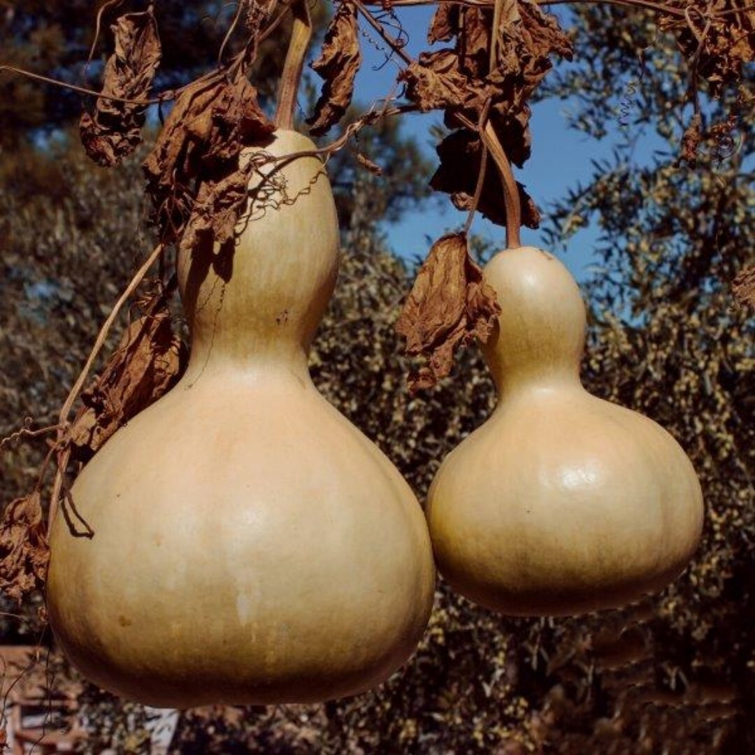 5 Bush Large Bottle Gourd seeds | vegetable | bird house | crafts | decoration