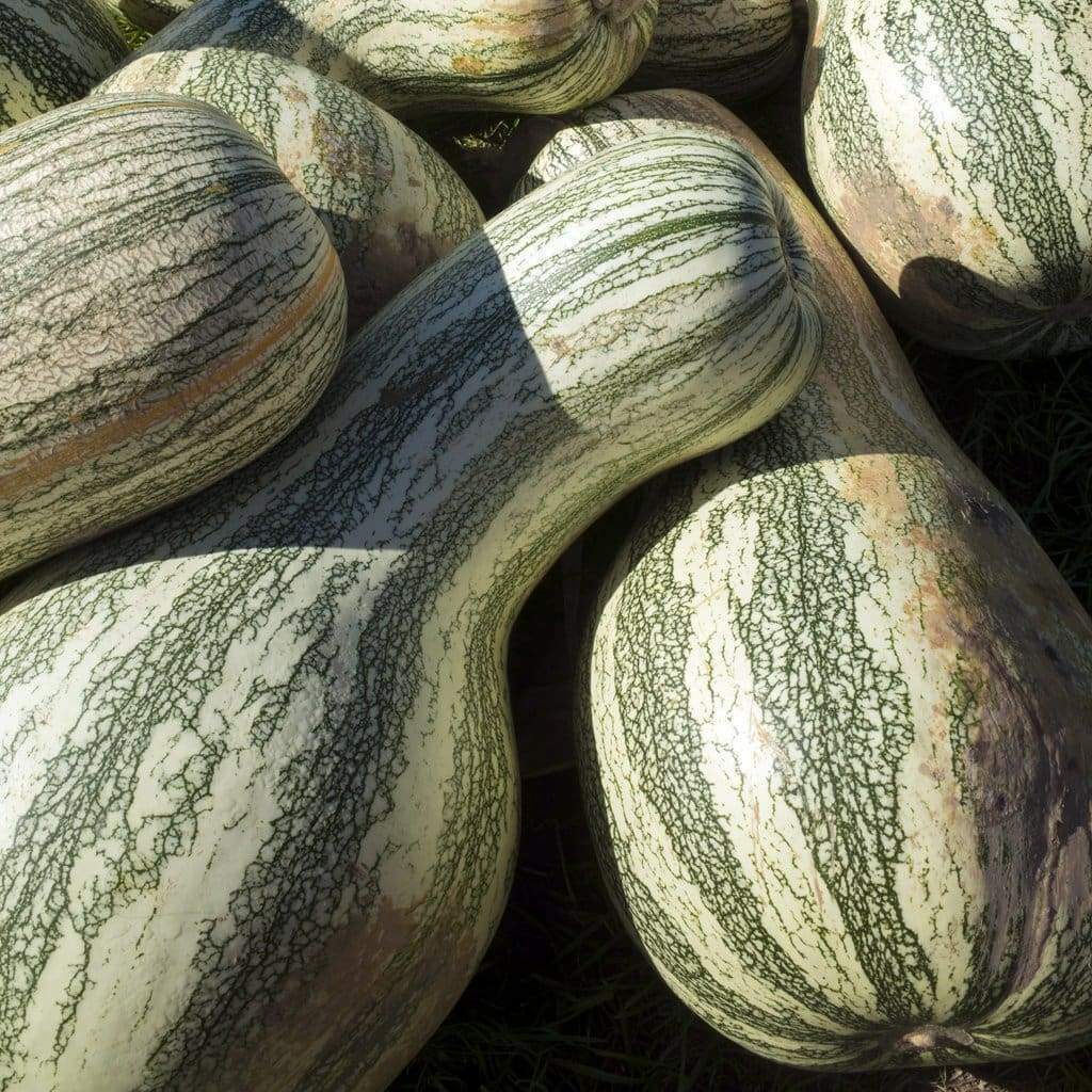 Green Striped Cushaw Pumpkin Seeds 10 Ct Gourd Squash Vegetable FREE SHIPPING