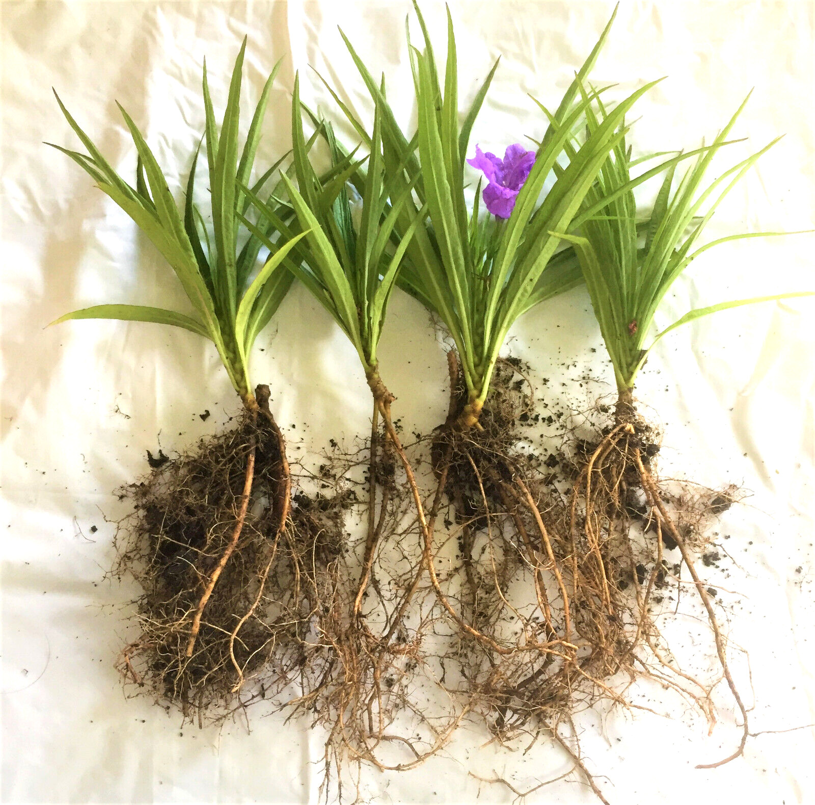 Ruellia 4 plants 2 pink +2 blue blooming now shiped with full roots +leaves lot