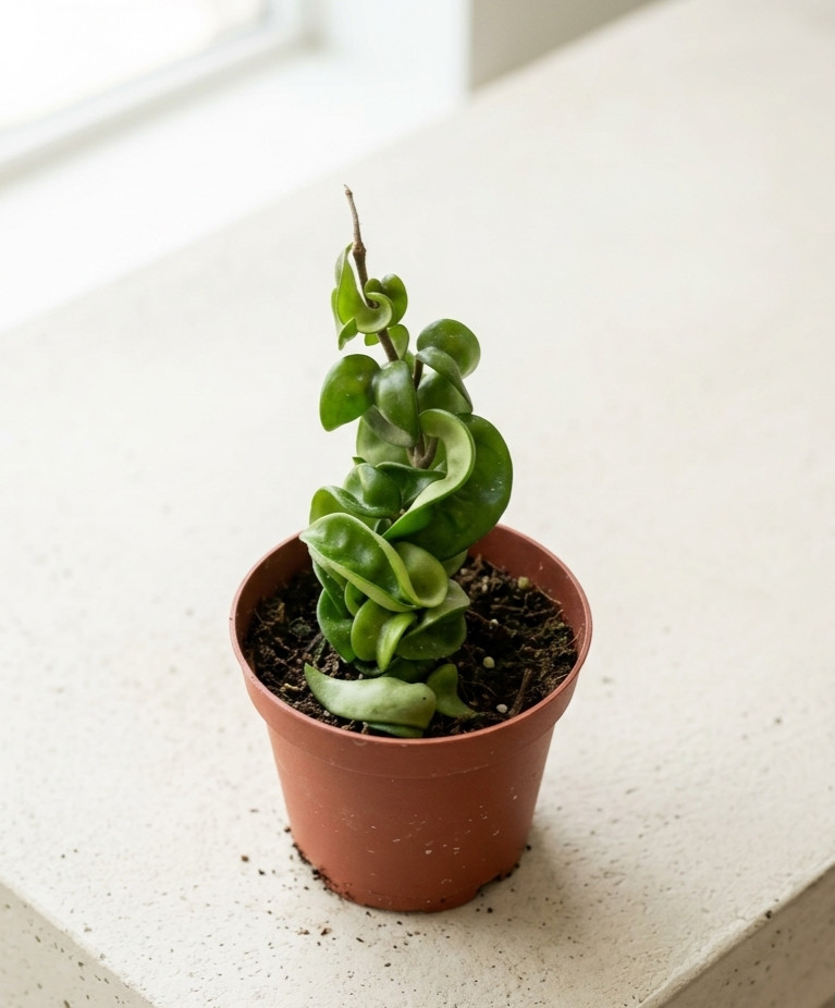 Hoya Compacta Hindu Rope Plant 4″ Pot Live Houseplant Carnosa Krinkle Kurl