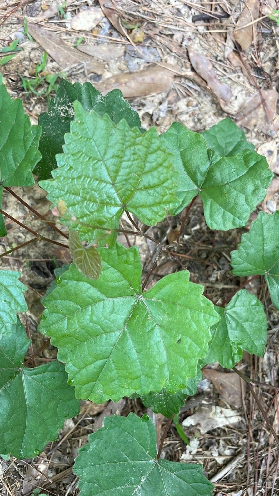 5 Muscadine Grape Plants Rooted In Pots