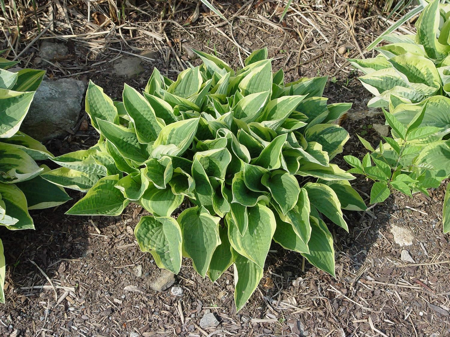 Hosta ‘Frances Williams’ (Hosta) Perennial, Blue-Green Foliage with Gold Edge, 1