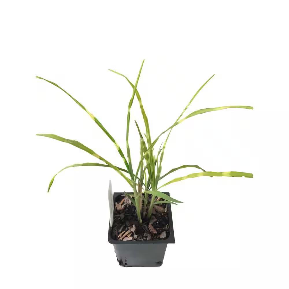 Zebra Grass 3 Total Plants in 3 Separate 4 In. Pot