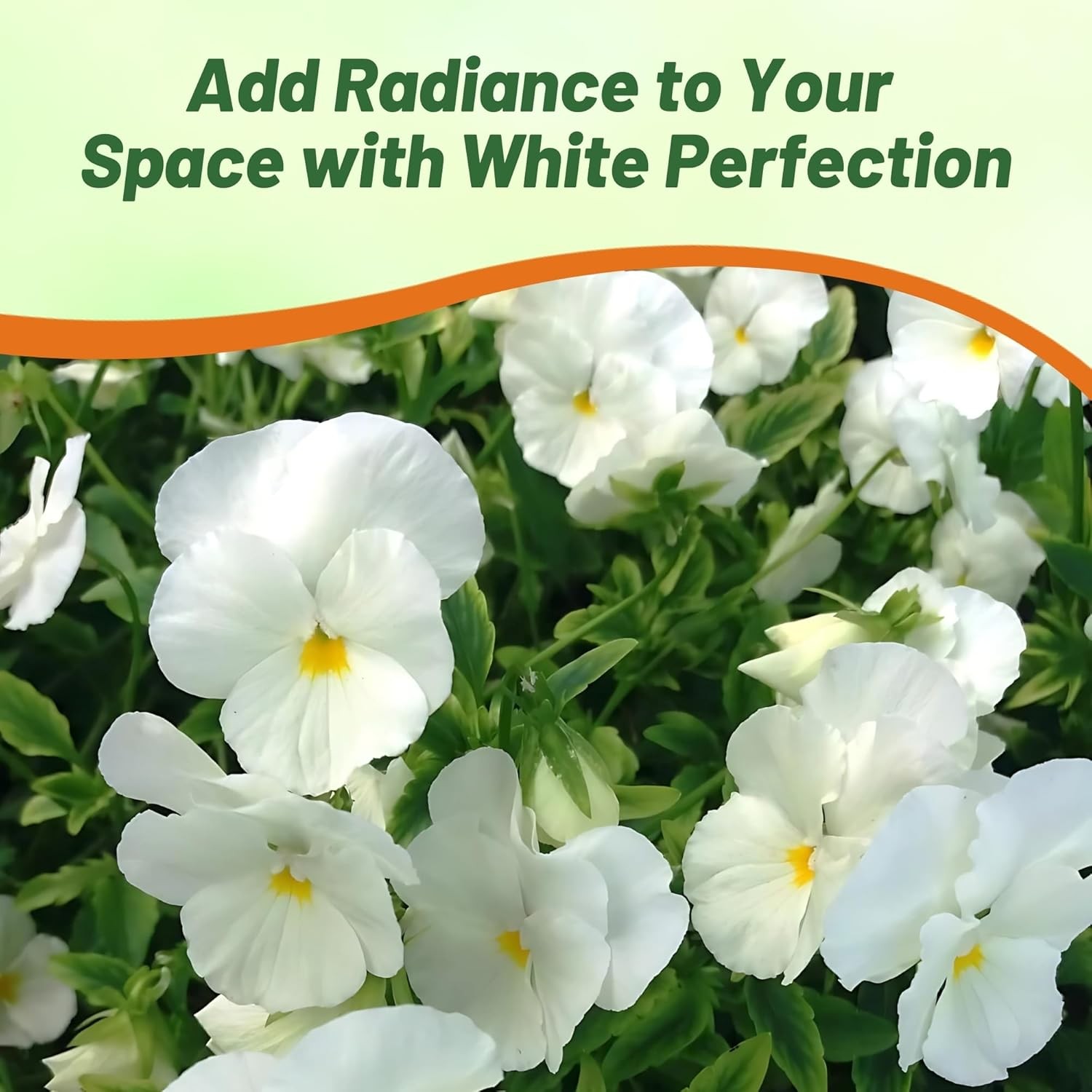 1000 Seeds Viola Seed – Viola White Perfection Flower Seeds