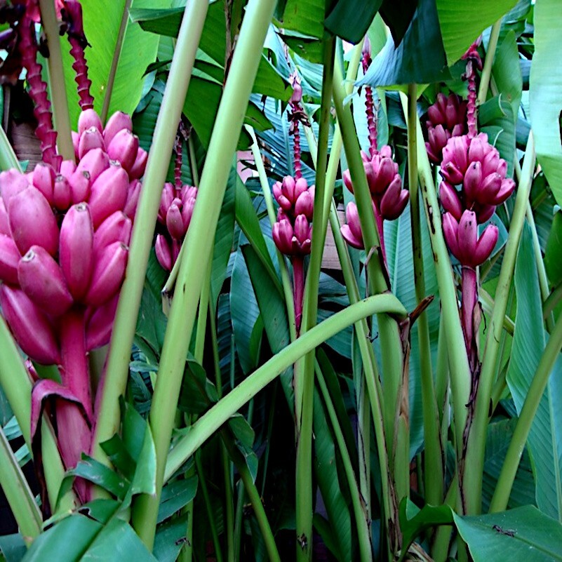 10 Pink Dwarf Banana Tree Fruit Plant Seeds (Musa velu.) Rare Fast Hardy-Zone 7b