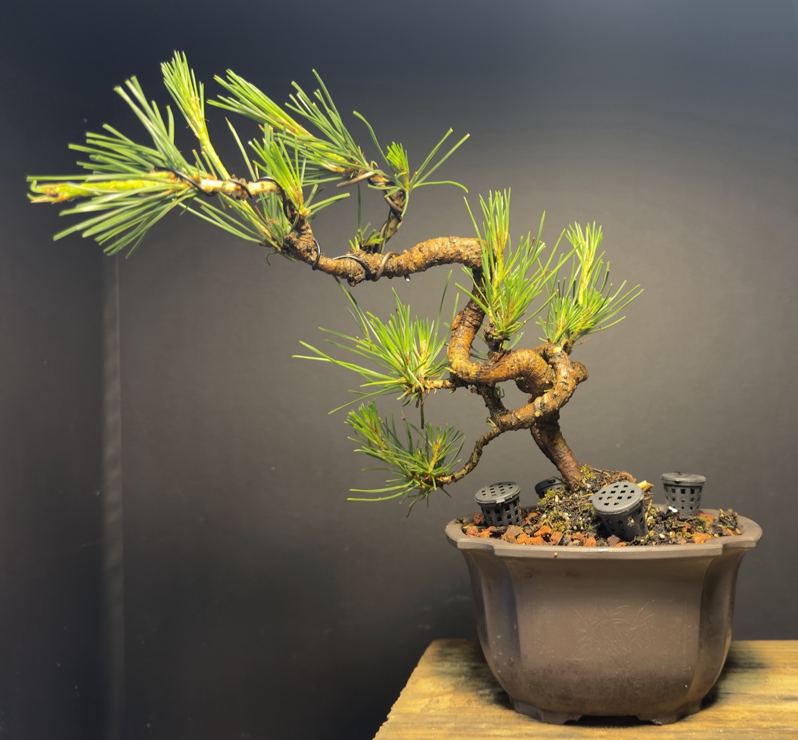 Bonsai Tree Japanese Black Pine Trained “Dragon” Style 11” Tall Plastic Grow Pot