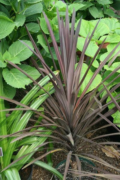 Cordyline obtecta Purpurea | Red Cabbaga Palm | 10 Seeds