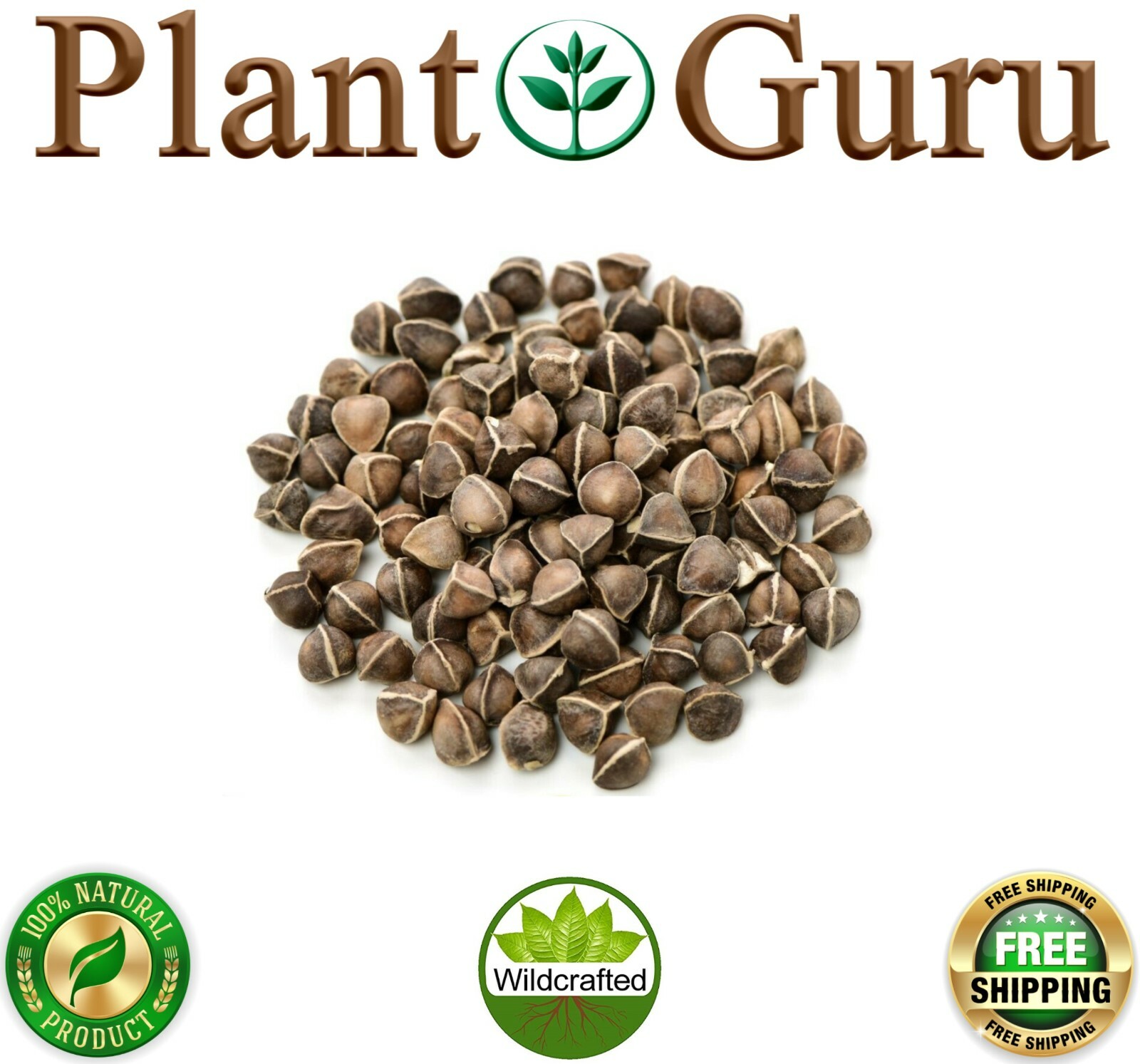 Moringa Oleifera Seeds 1 oz. Each WINGLESS & SHELLED Fresh Semillas De Moringa