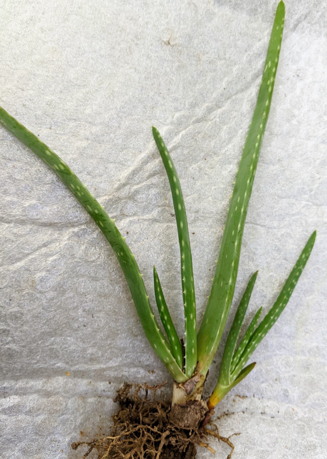ALOE VERA PLANT & PUP~ BARBADENSIS MILLER STOCKTON- Yellow ~ MEDICINAL~ AZSIERRA