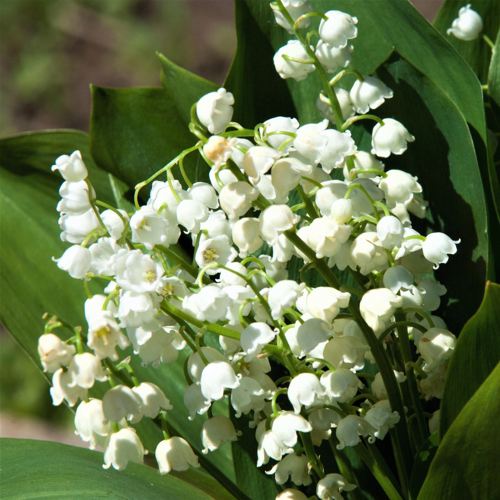 Lily of the Valley Grower’s Bunch 25 Flower Bulbs – Spring Fragrant White Blooms