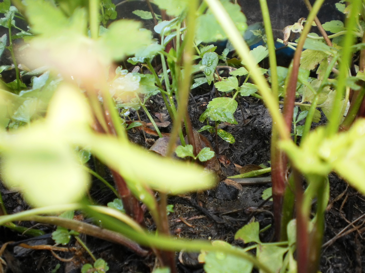 Korean watercress/ minari plants 12 Bare roots+ 12 FREE FOR GOOD MEASURE