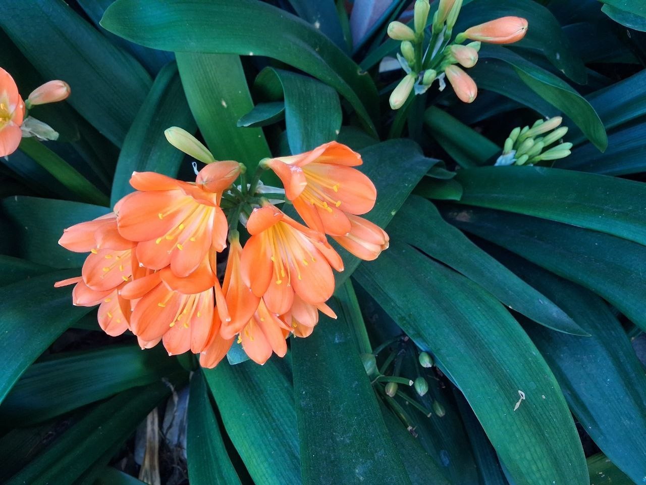 Clivia orange – Bush Lily – Clivia Miniata – Seasonal Flowers, Evergreen Plant