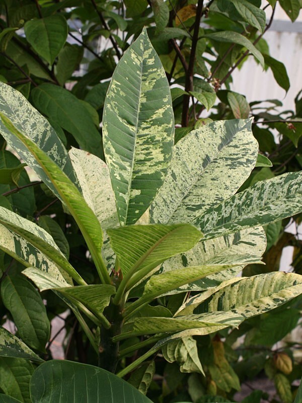Red Blooming Variegated Leaf Plumeria rubra Frangipani Plant – ROOTED & GRAFTED