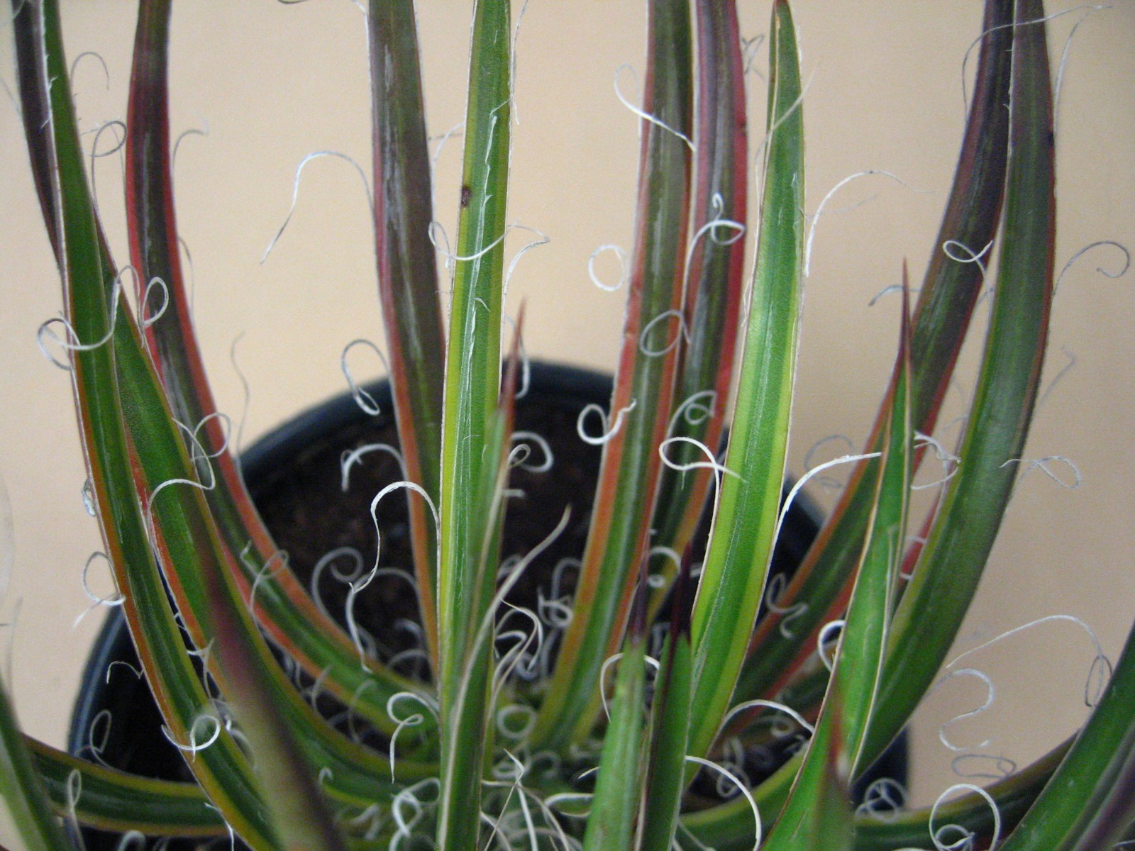 Agave “Leopoldii II” Marginata Aurea — Rare Succulent