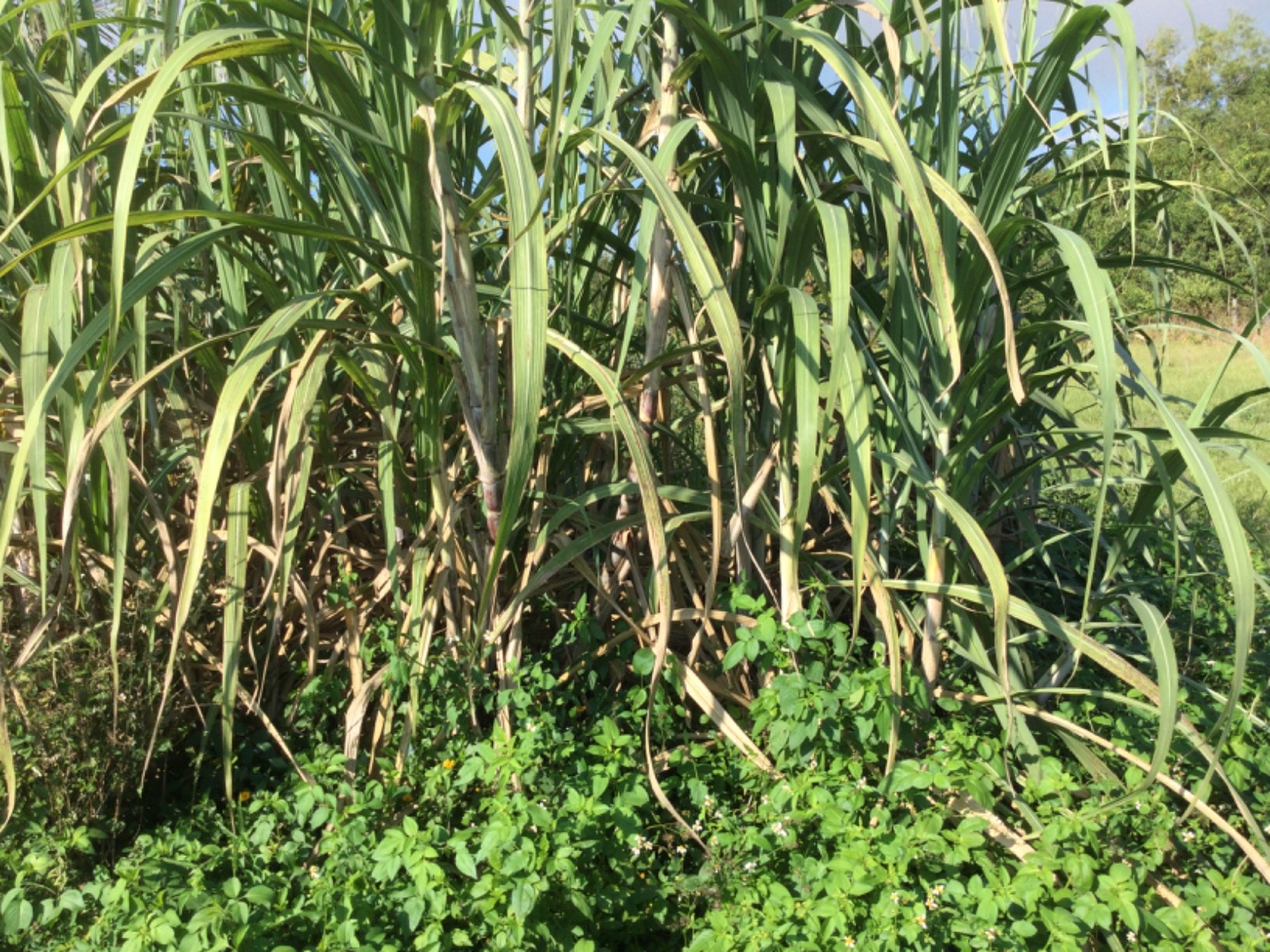  A least 10 Pieces of Sugar Cane @ 11 inches long. Organic Farm Grown in Florida