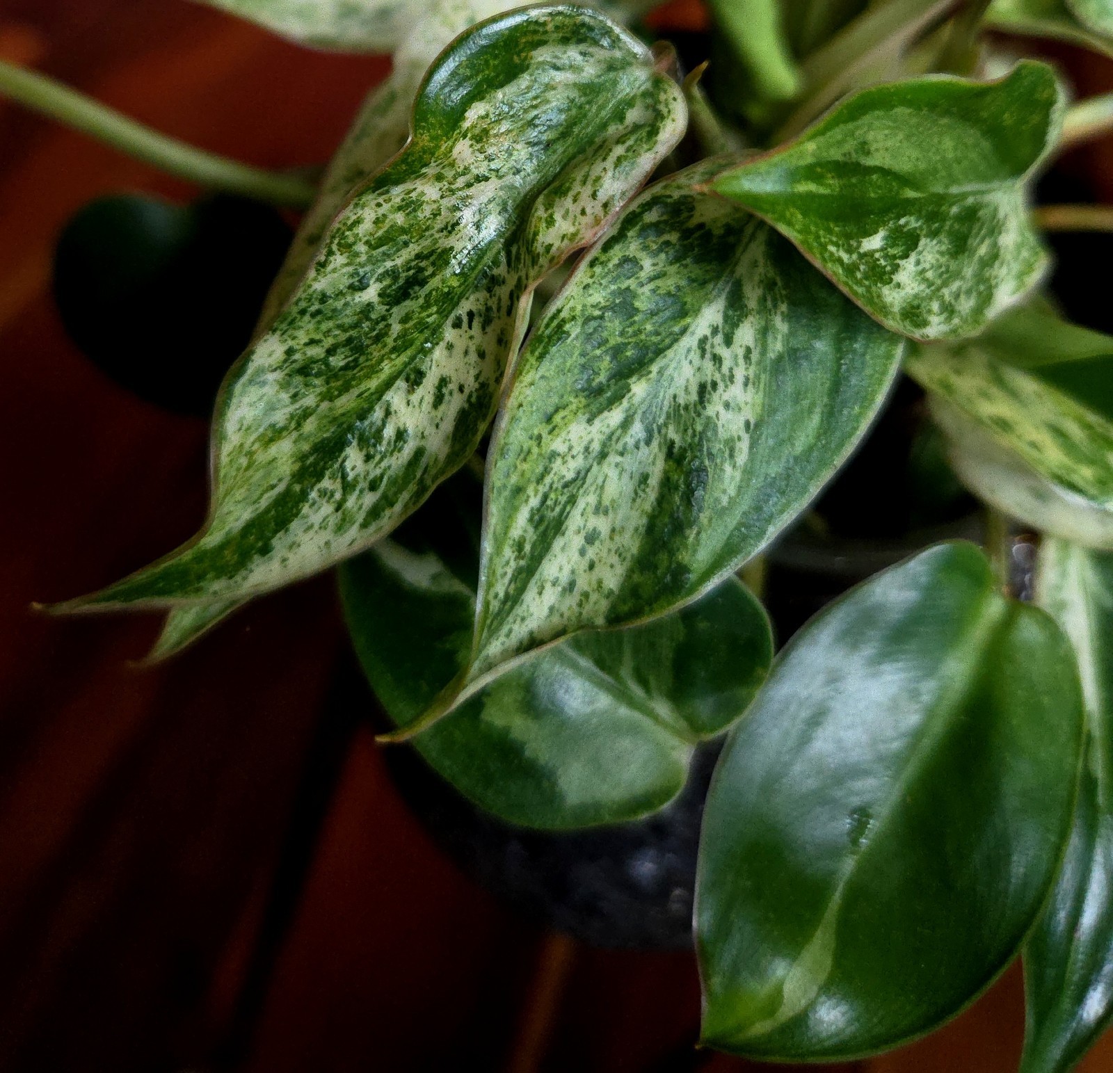 Rare Philodendron Emerald Ice King Clump 11″ Tall Not Monstera Anthurium