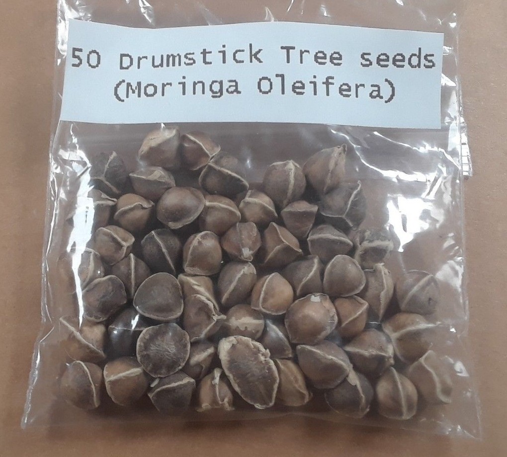 Viable Moringa Seeds (100+ seeds) drumstick tree (Moringa Oleifera)