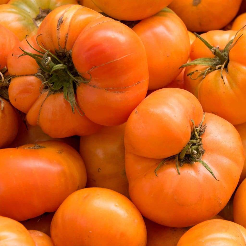 Amana Orange Tomato, 30 Seeds, NON-GMO, Large Beefsteak, Rare, FREE SHIPPING