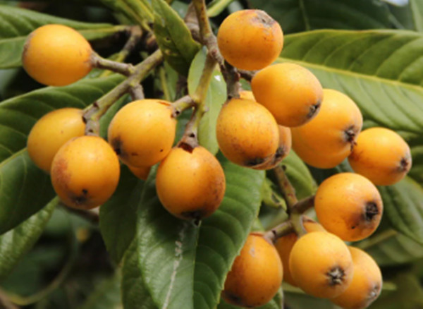 Loquat Fruit Tree Seedling 8 – 12 Inches Tall (Florida Shipping Only)