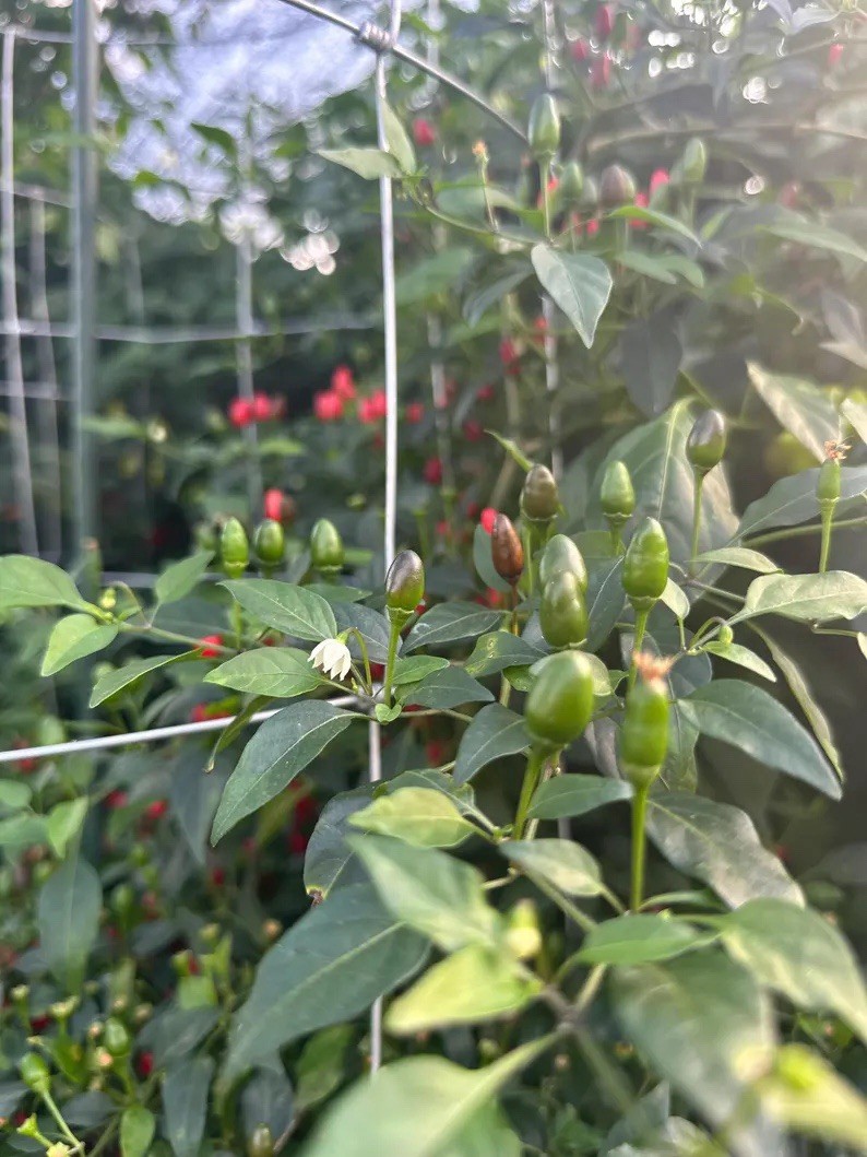 Pequin Pepper Seeds