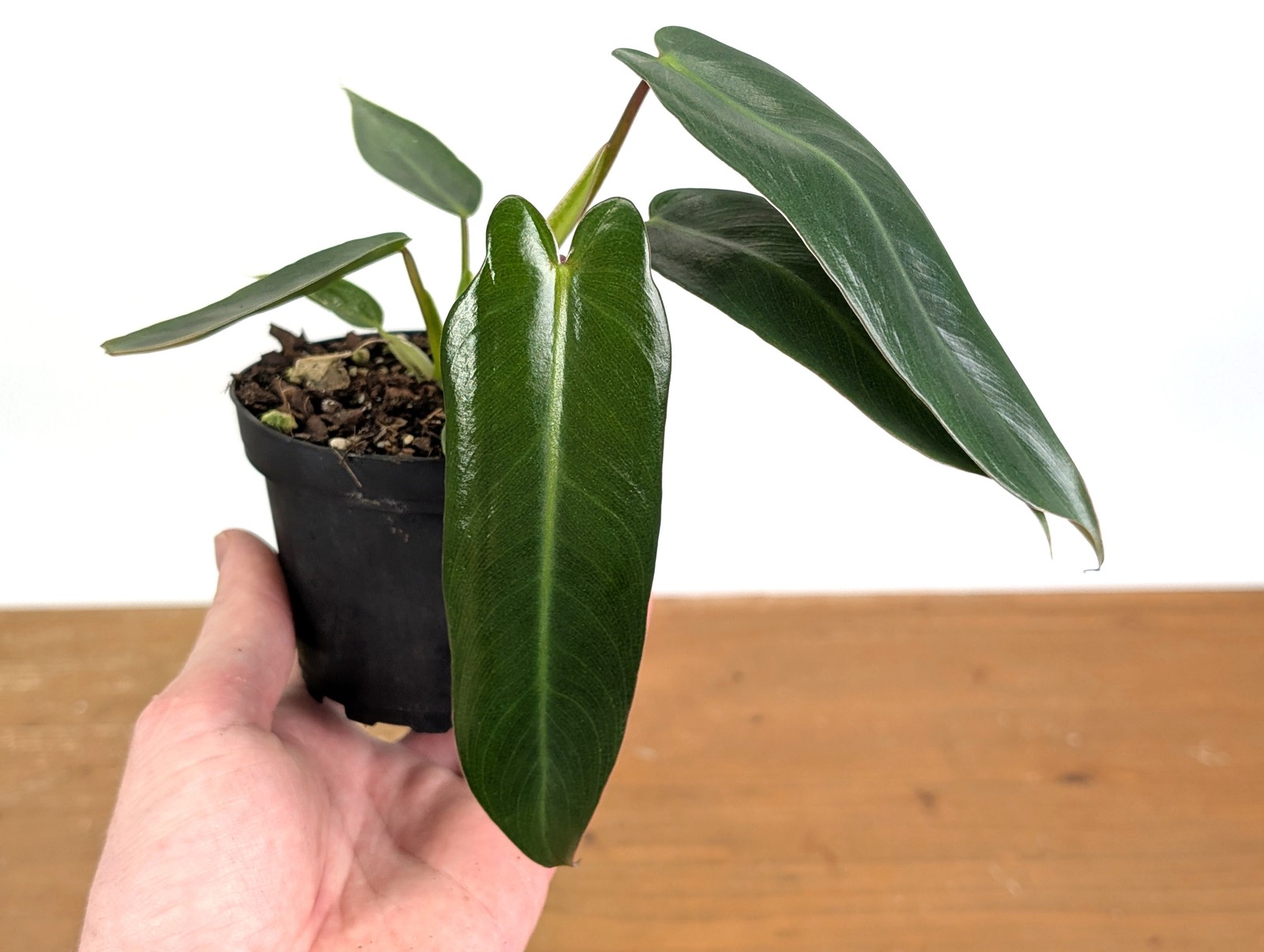 Philodendron Spiritus Sancti – 4 inch and 6 inch Pots – Rare Exotic Plant