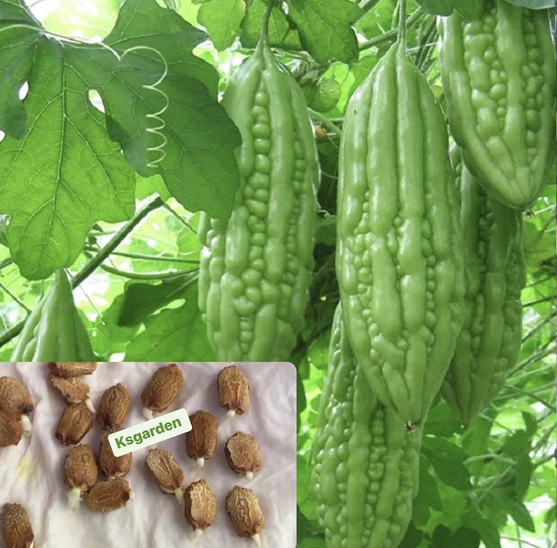 SHORT GREEN SKIN BITTER MELON SEEDS – KHỔ QUA TRÁI LÙN – BALSAM PEAR – 여주 – 苦瓜