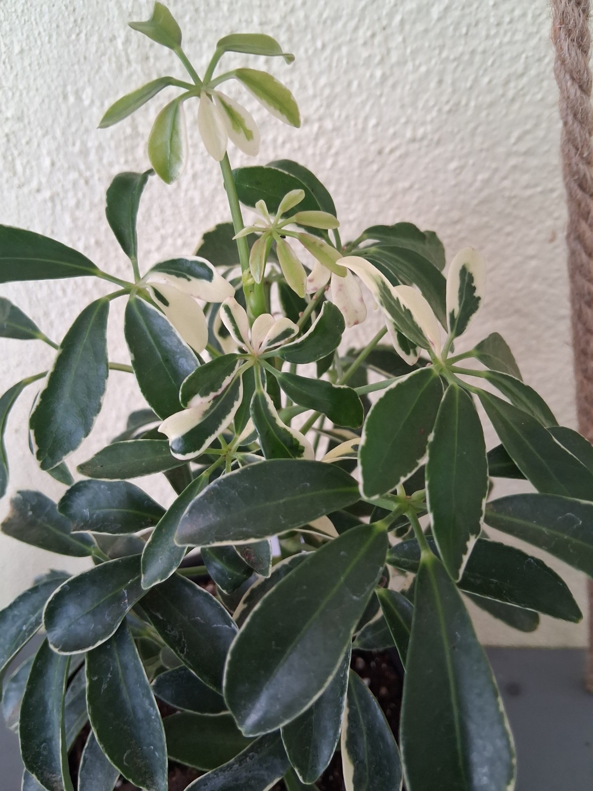 Schefflera Arboricola ‘Moondrop’ (Dwarf Umbrella Tree – Variegated)