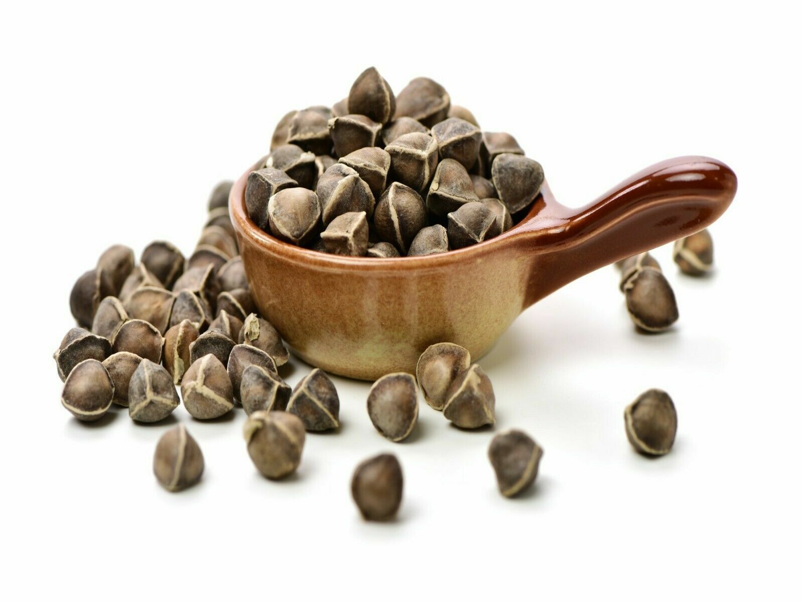 1000 Moringa Oleifera Seeds 10oz WINGLESS Fresh Organic Semillas de Moringa Tree